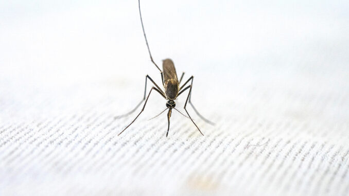 mosquito