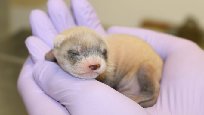 EarthTalk - Ferret
